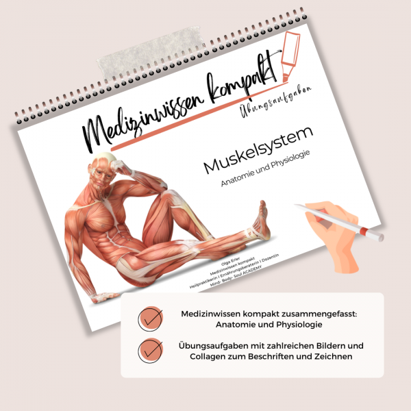 Medizinwissen kompakt- Muskelsystem Anatomie und Physiologie