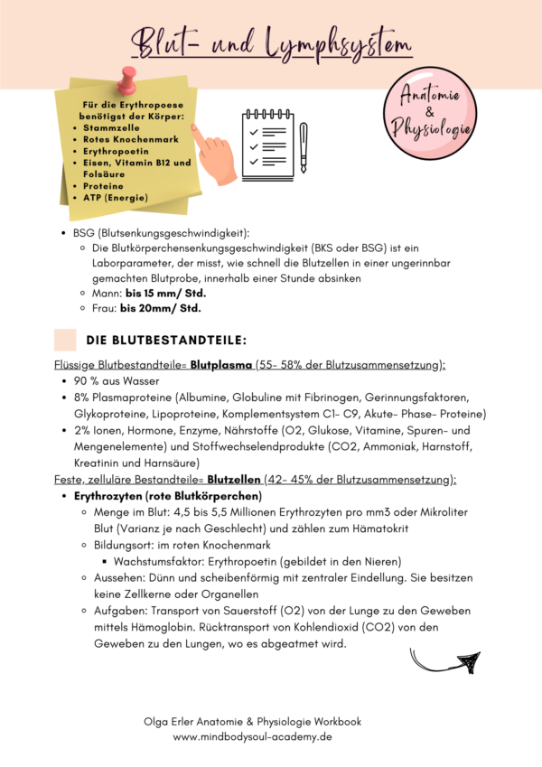 Anatomie & Physiologie- Digitales Workbook – Bild 8