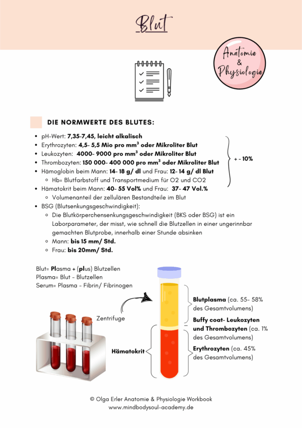 Anatomie & Physiologie- Digitales Workbook – Bild 7