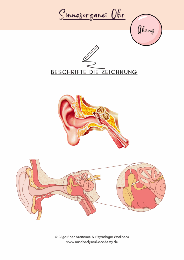Anatomie & Physiologie- Digitales Workbook – Bild 14