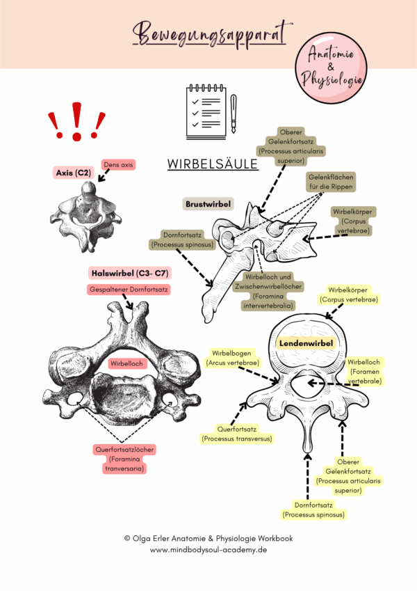 Anatomie & Physiologie- Digitales Workbook – Bild 15