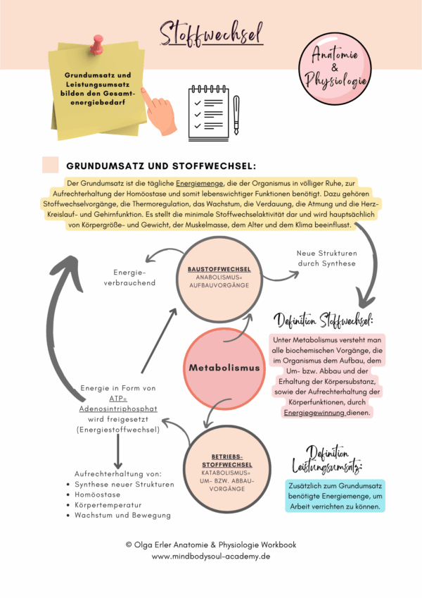 Anatomie & Physiologie- Digitales Workbook – Bild 12