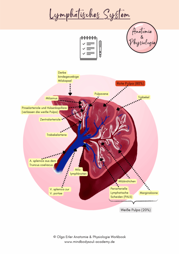 Anatomie & Physiologie- Digitales Workbook – Bild 8