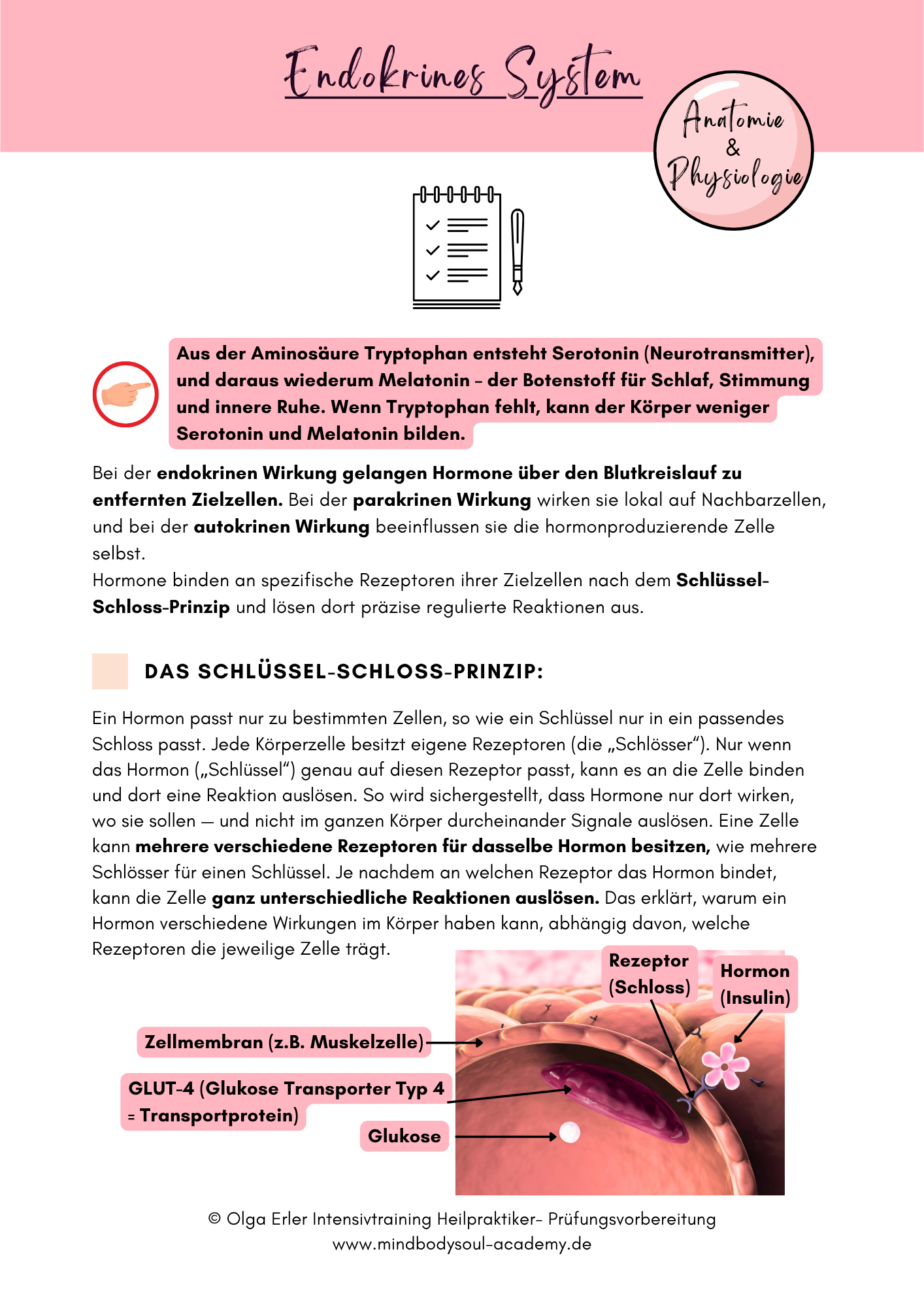 Digitales Lernmodul 4: Endokrines System (mit Video und Workbook)🧠💡 – Bild 8