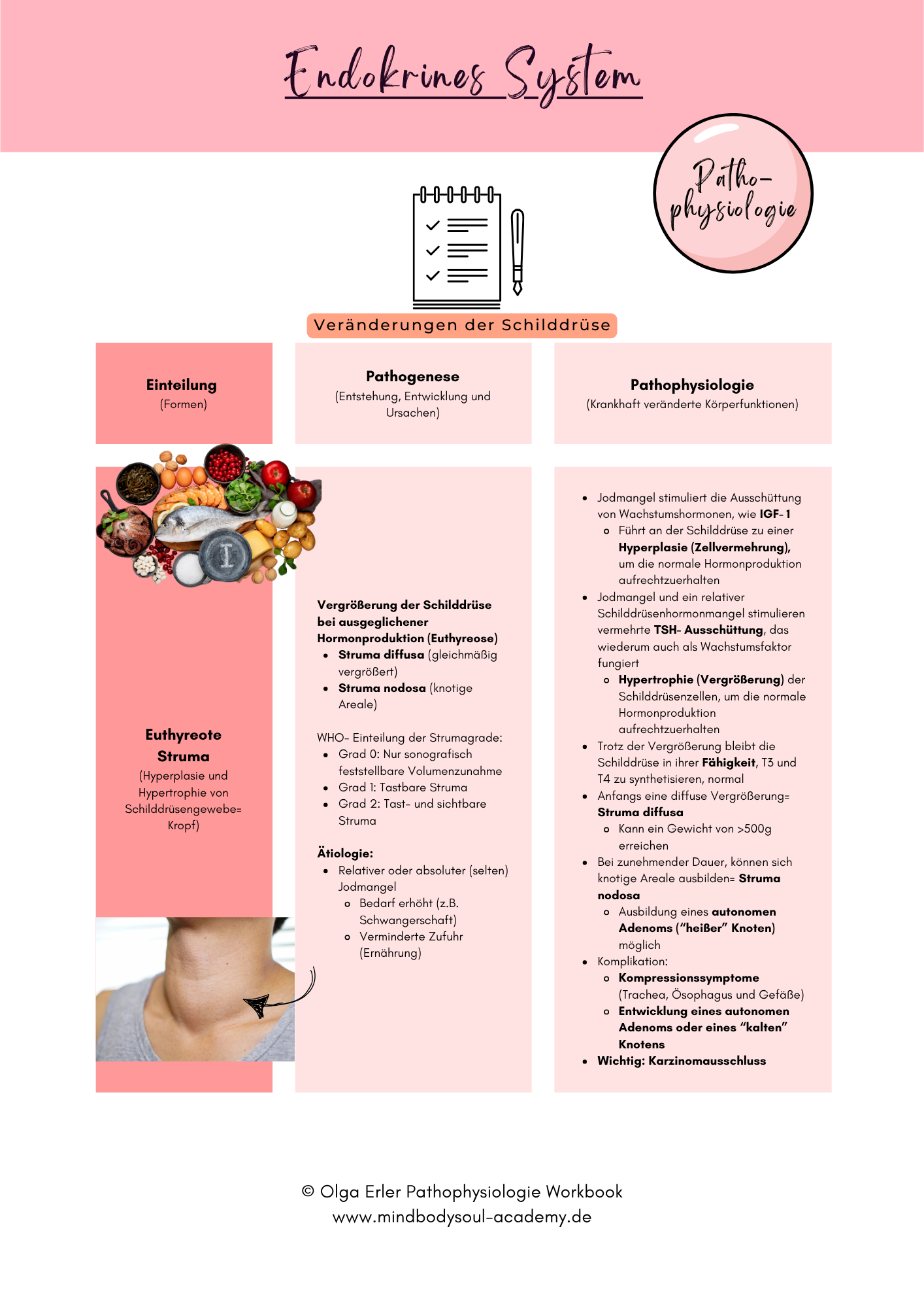 Digitales Lernmodul 4: Endokrines System (mit Video und Workbook)🧠💡 – Bild 12