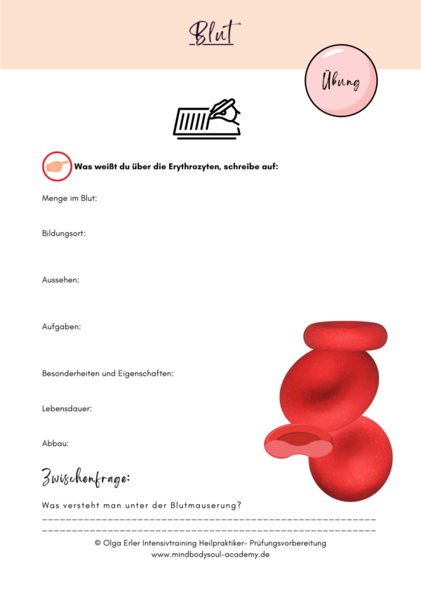 Digitales Workbook Blut und Lymphsystem- Heilpraktiker- Prüfungsvorbereitung – Bild 6