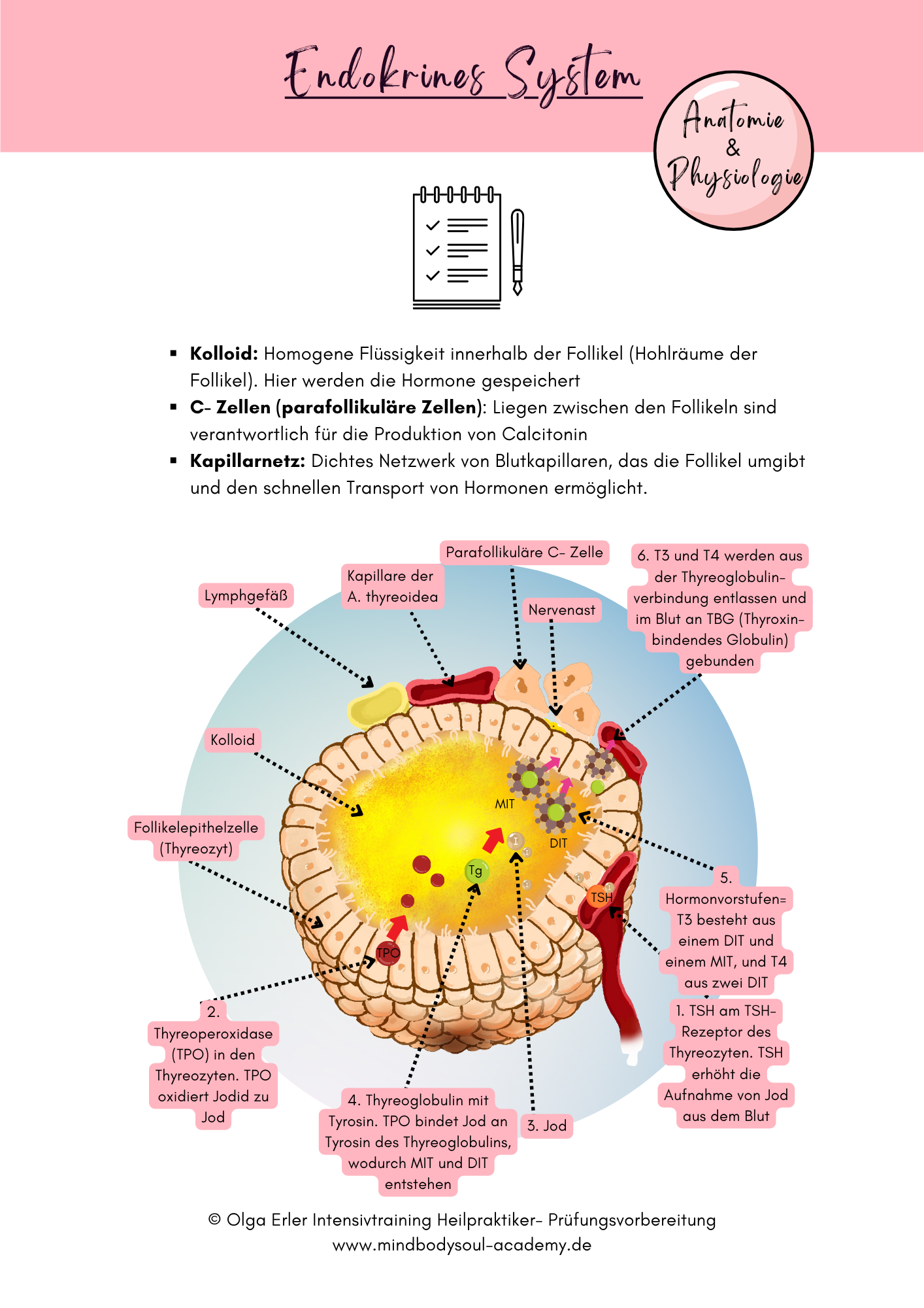 Digitales Lernmodul 4: Endokrines System (mit Video und Workbook)🧠💡 – Bild 9