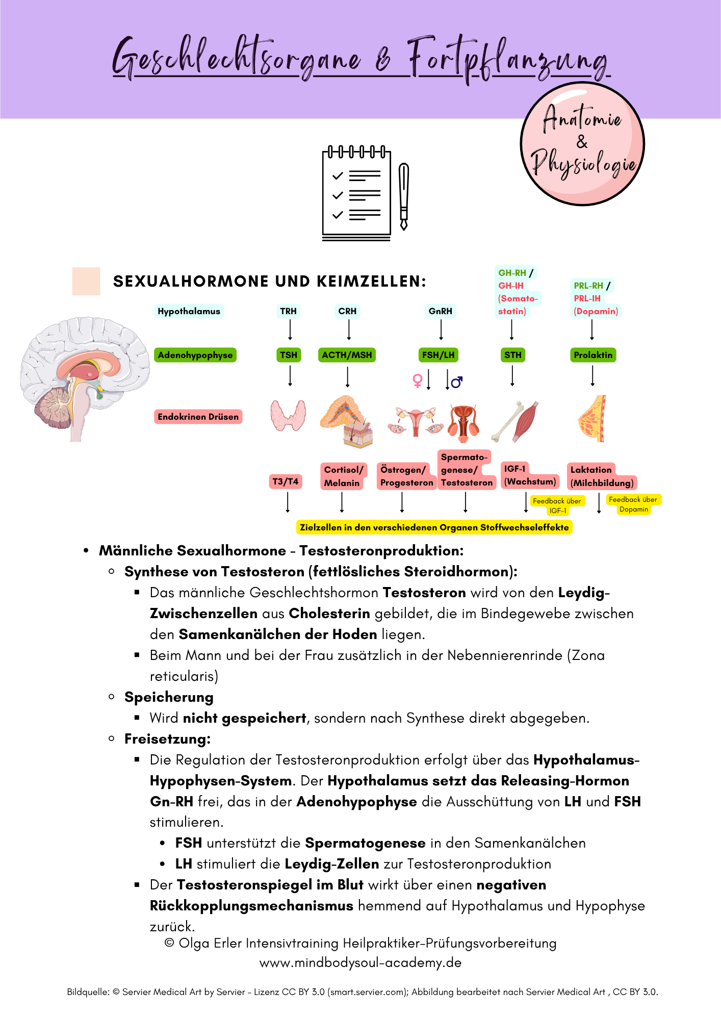 Digitales Workbook Nr.13 - Geschlechtsorgane und Fortpflanzung - Heilpraktiker-Prüfungsvorbereitung – Bild 6
