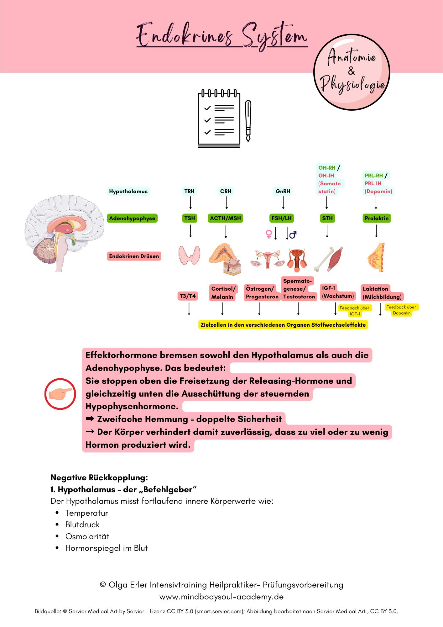 Digitales Lernmodul 4: Endokrines System (mit Video und Workbook)🧠💡 – Bild 10
