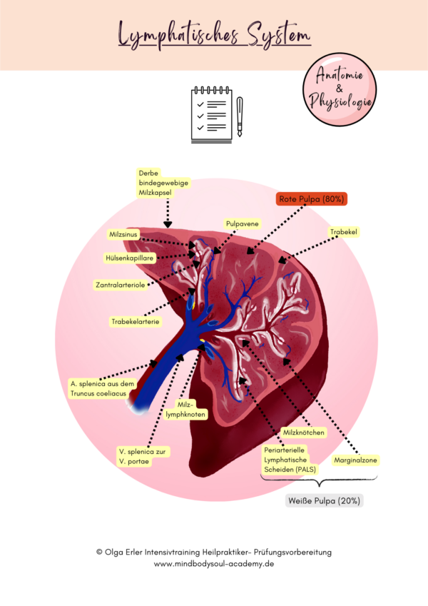 Digitales Workbook Blut und Lymphsystem- Heilpraktiker- Prüfungsvorbereitung – Bild 7