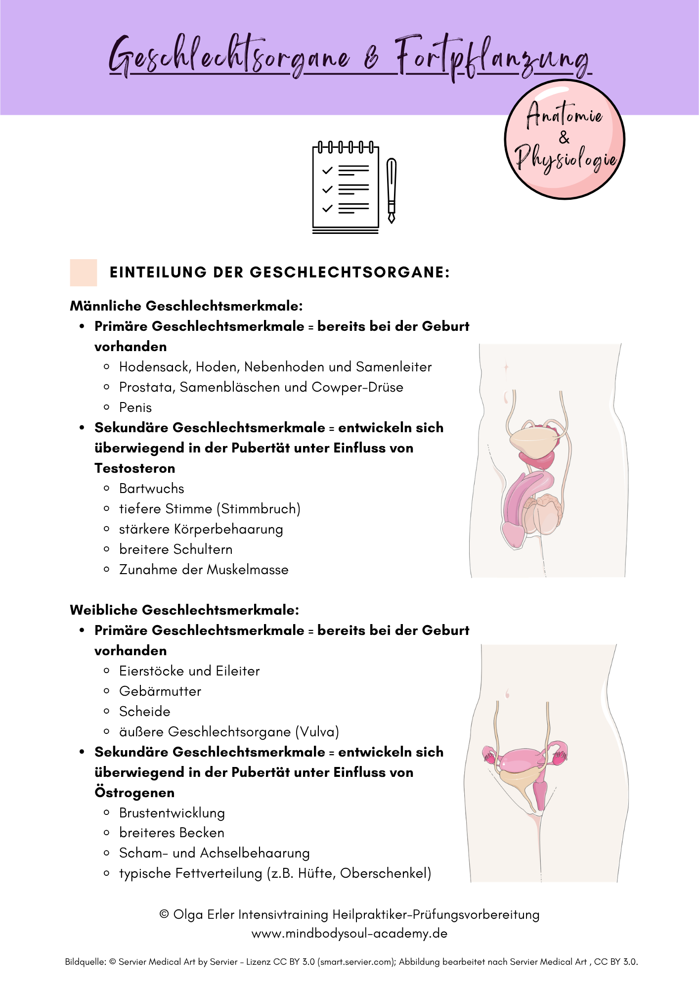 Digitales Workbook Nr.13 - Geschlechtsorgane und Fortpflanzung - Heilpraktiker-Prüfungsvorbereitung – Bild 4
