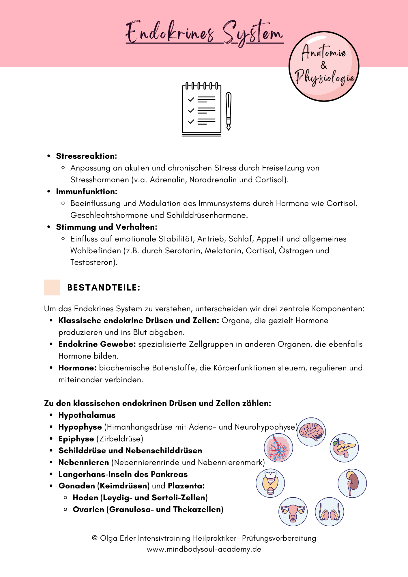 Digitales Lernmodul 4: Endokrines System (mit Video und Workbook)🧠💡 – Bild 15