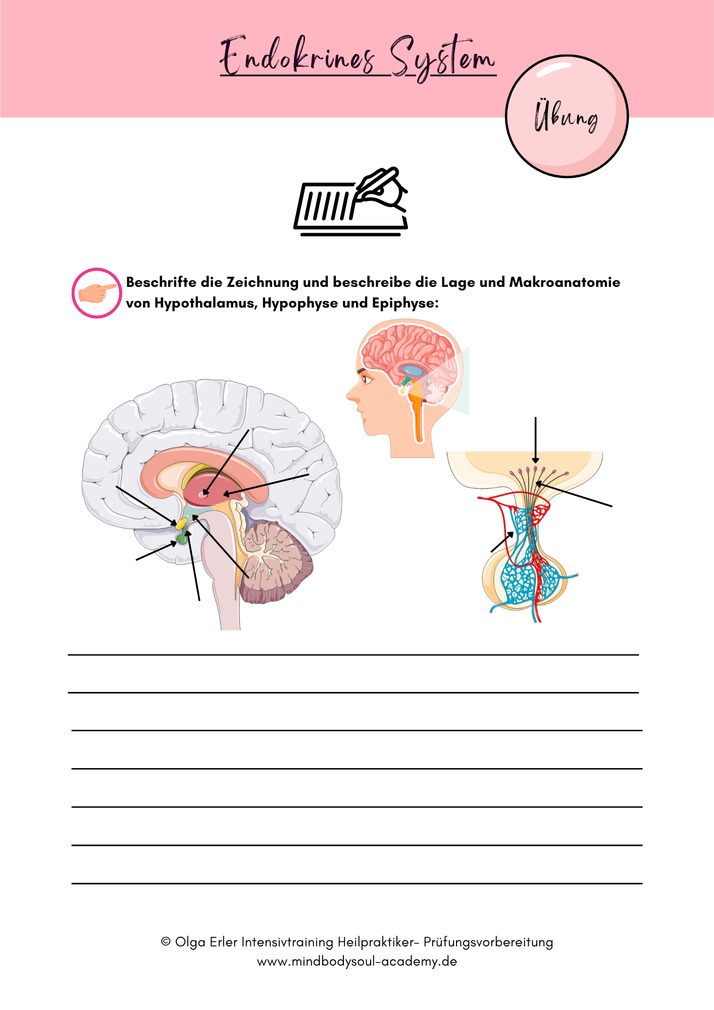 Digitales Lernmodul 4: Endokrines System (mit Video und Workbook)🧠💡 – Bild 11