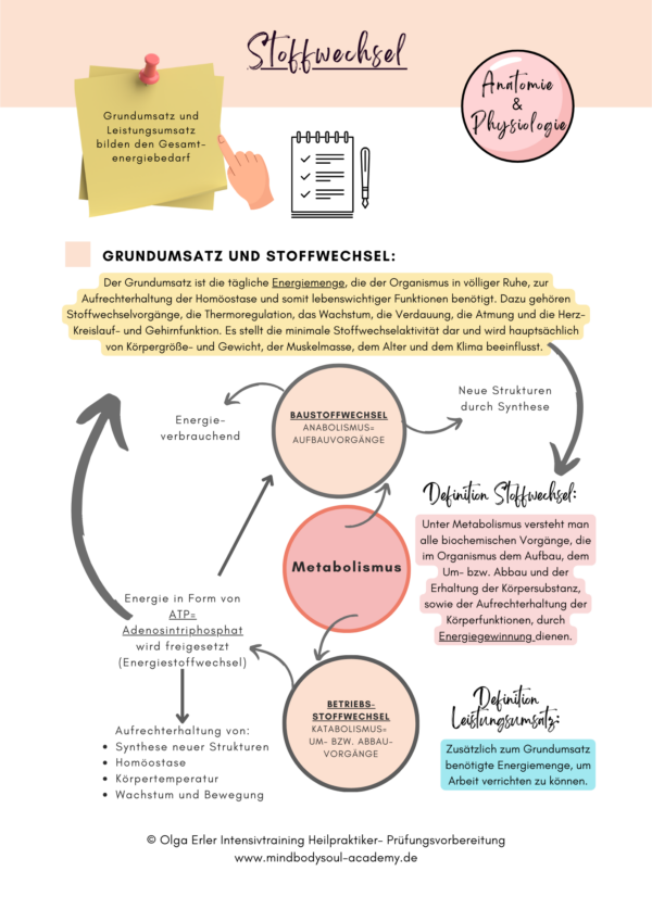 Digitales Workbook Stoffwechsel- Heilpraktiker- Prüfungsvorbereitung – Bild 4
