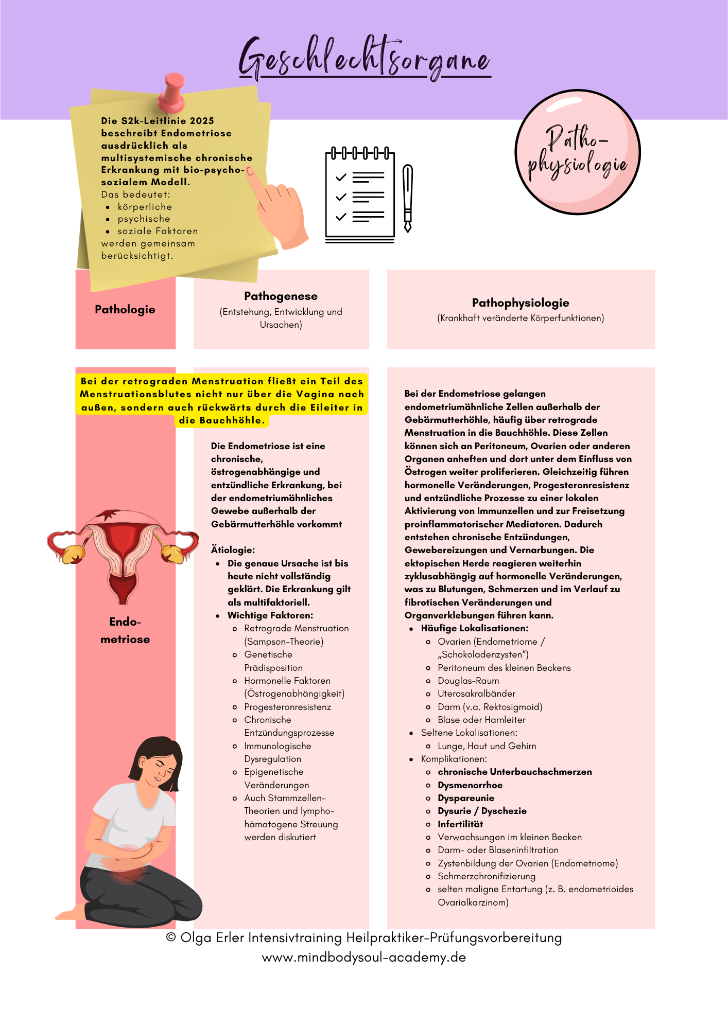 Digitales Workbook Nr.13 - Geschlechtsorgane und Fortpflanzung - Heilpraktiker-Prüfungsvorbereitung – Bild 8