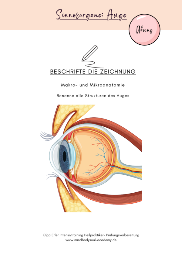 Digitales Workbook Sinnesorgane- Heilpraktiker- Prüfungsvorbereitung – Bild 4