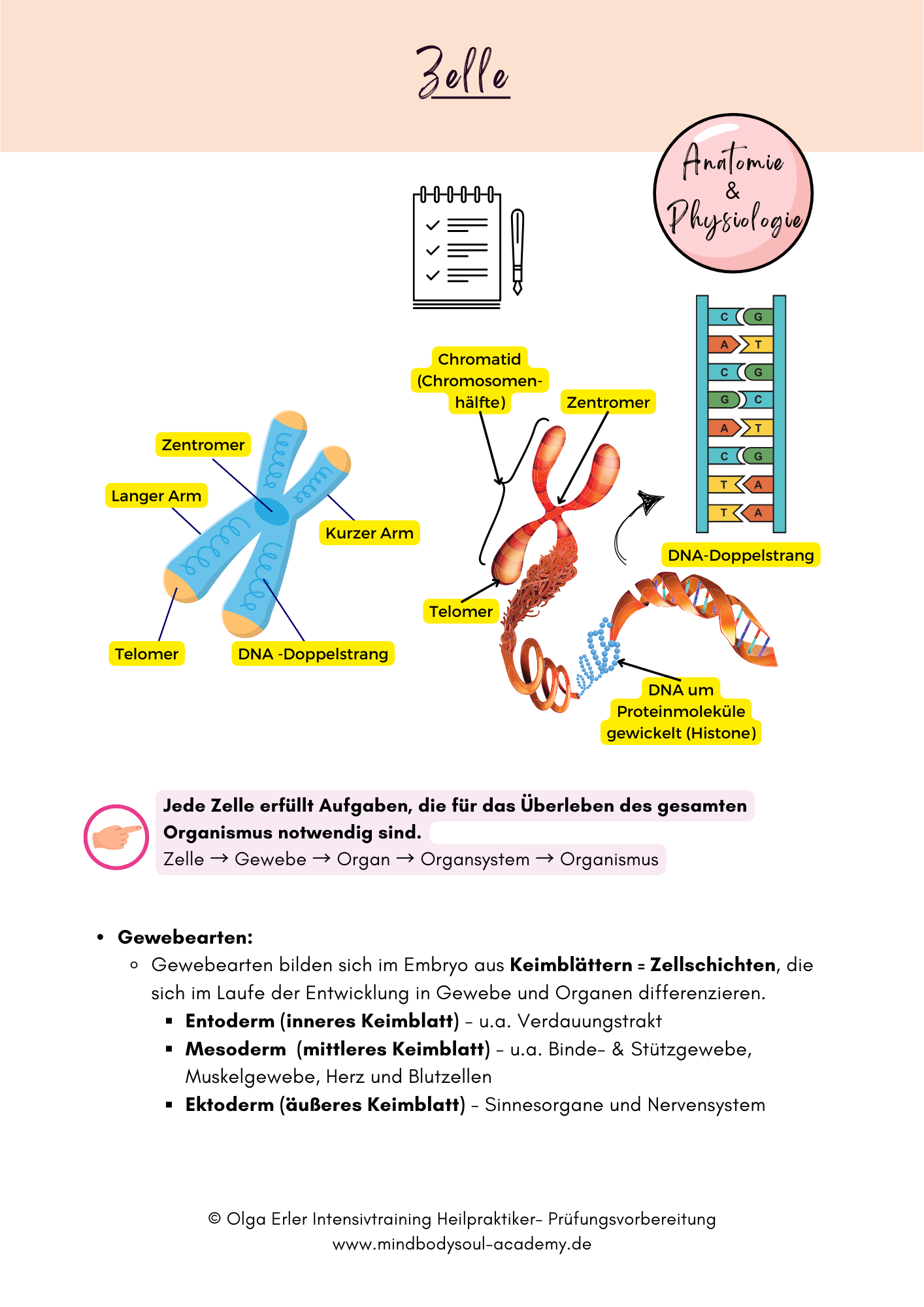 Digitales Workbook Nr.1 - Zelle und Gewebearten - Heilpraktiker- Prüfungsvorbereitung – Bild 4