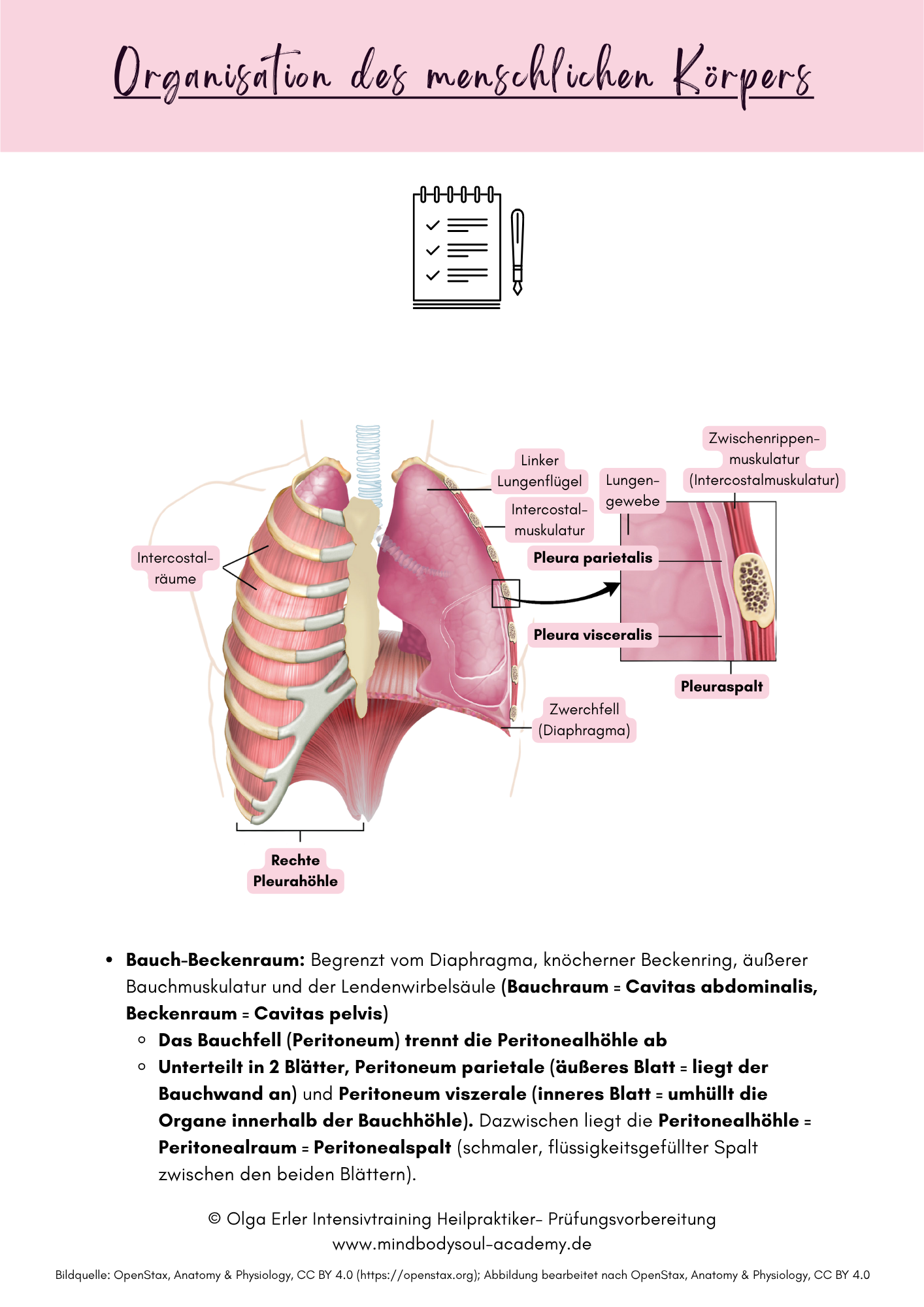 Digitales Workbook Nr.2 - Blut - Heilpraktiker- Prüfungsvorbereitung – Bild 14
