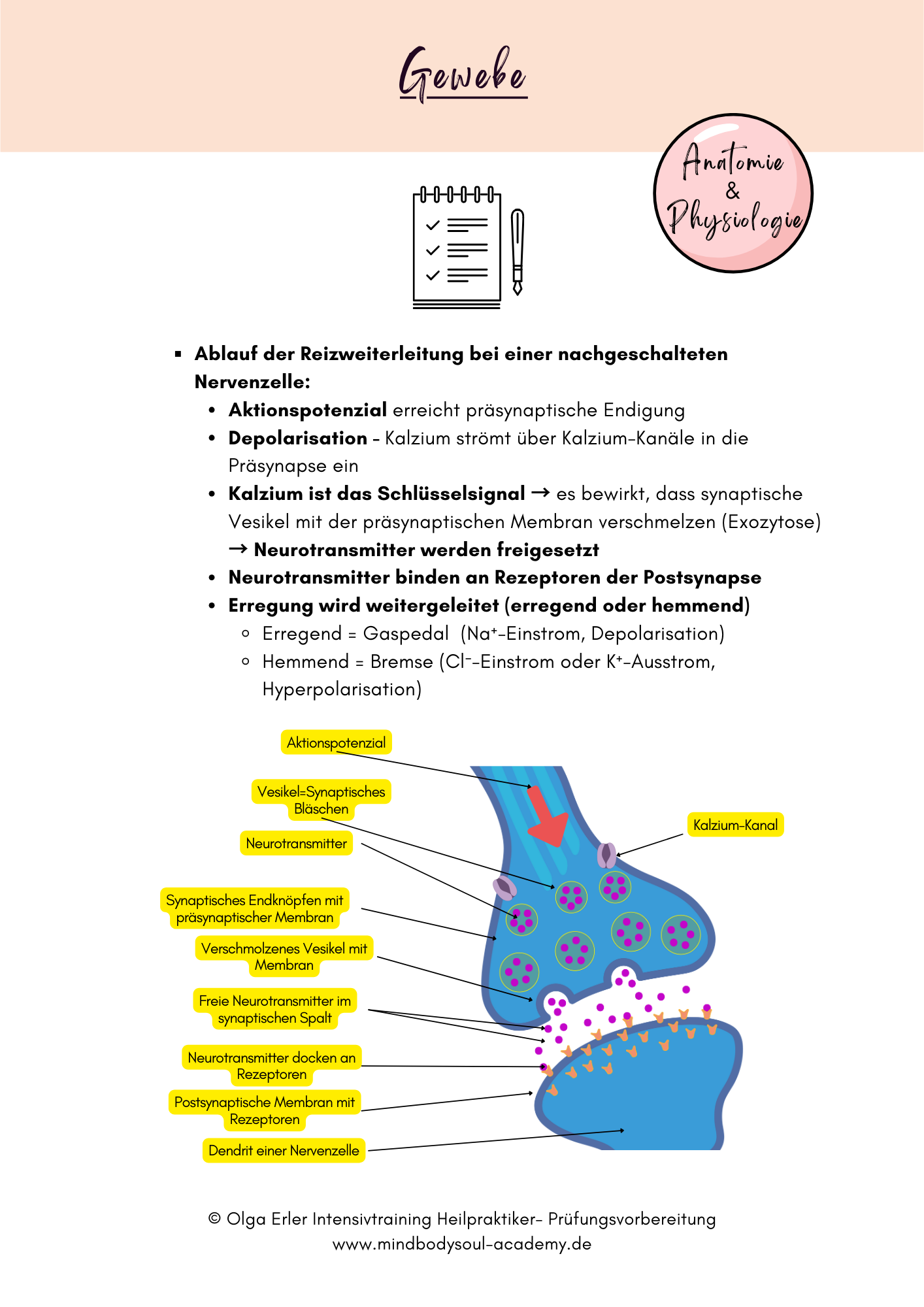 Digitales Lernmodul 1: Zelle und Gewebearten (mit Video und Digitales Workbook)🧬💡 – Bild 9