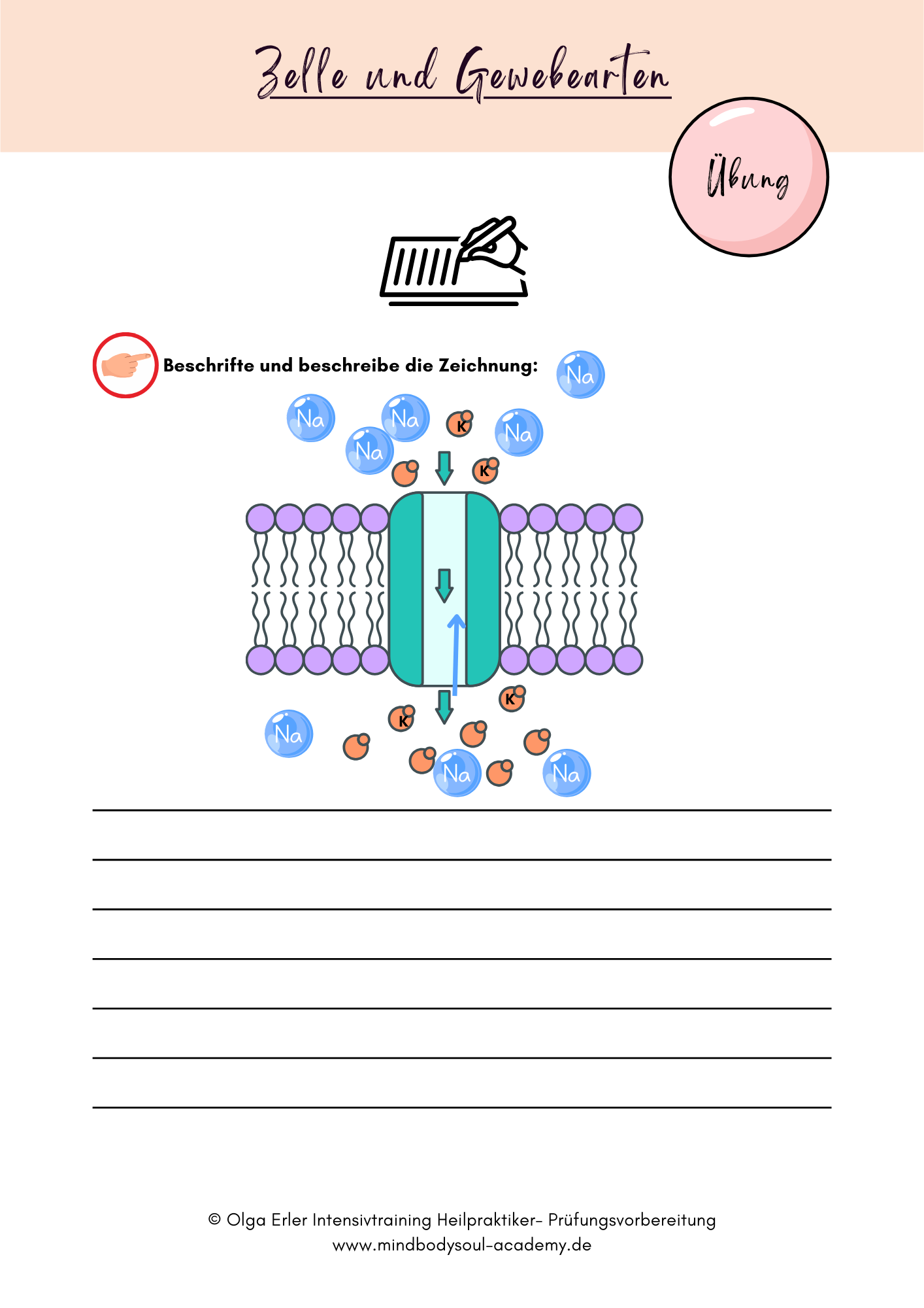 Digitales Lernmodul 1: Zelle und Gewebearten (mit Video und Digitales Workbook)🧬💡 – Bild 11