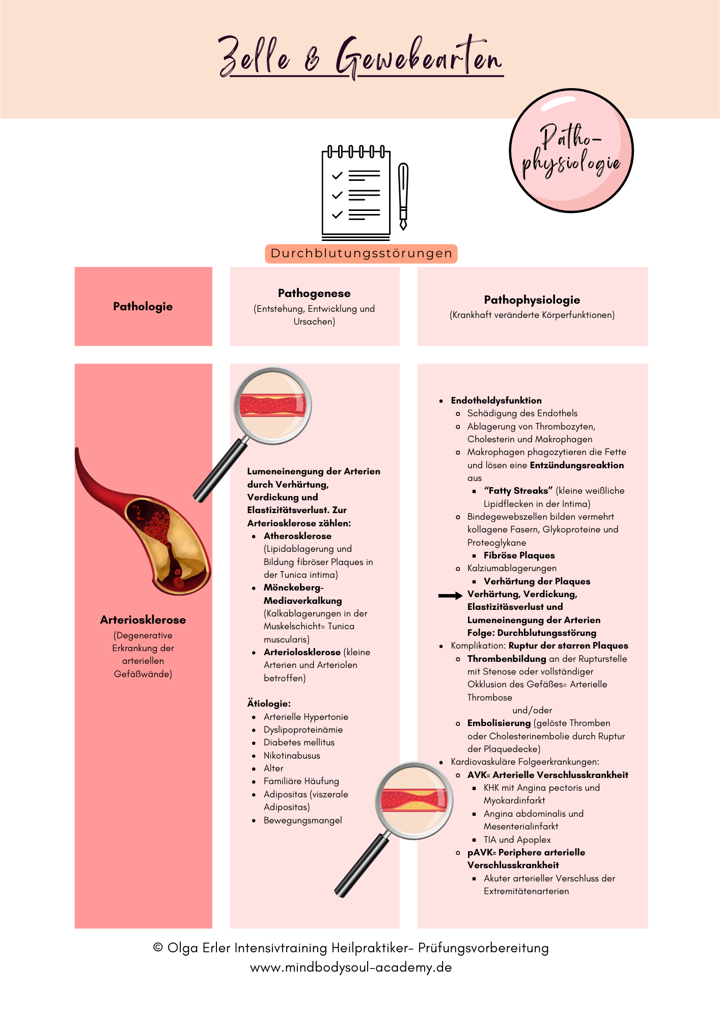 Digitales Lernmodul 1: Zelle und Gewebearten (mit Video und Digitales Workbook)🧬💡 – Bild 12
