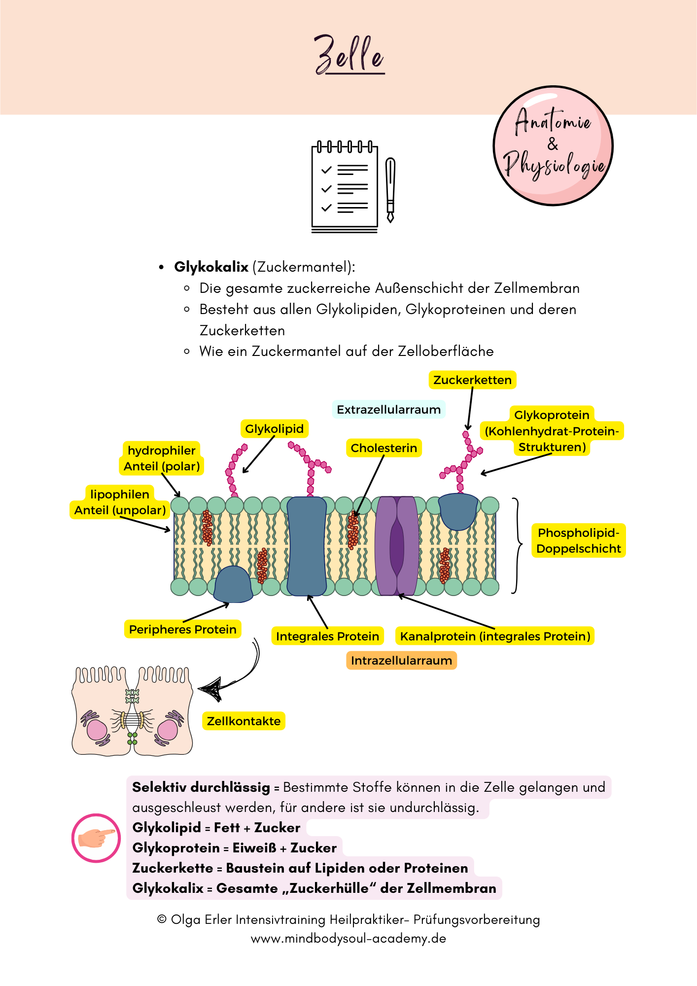 Digitales Workbook Nr.1 - Zelle und Gewebearten - Heilpraktiker- Prüfungsvorbereitung – Bild 3