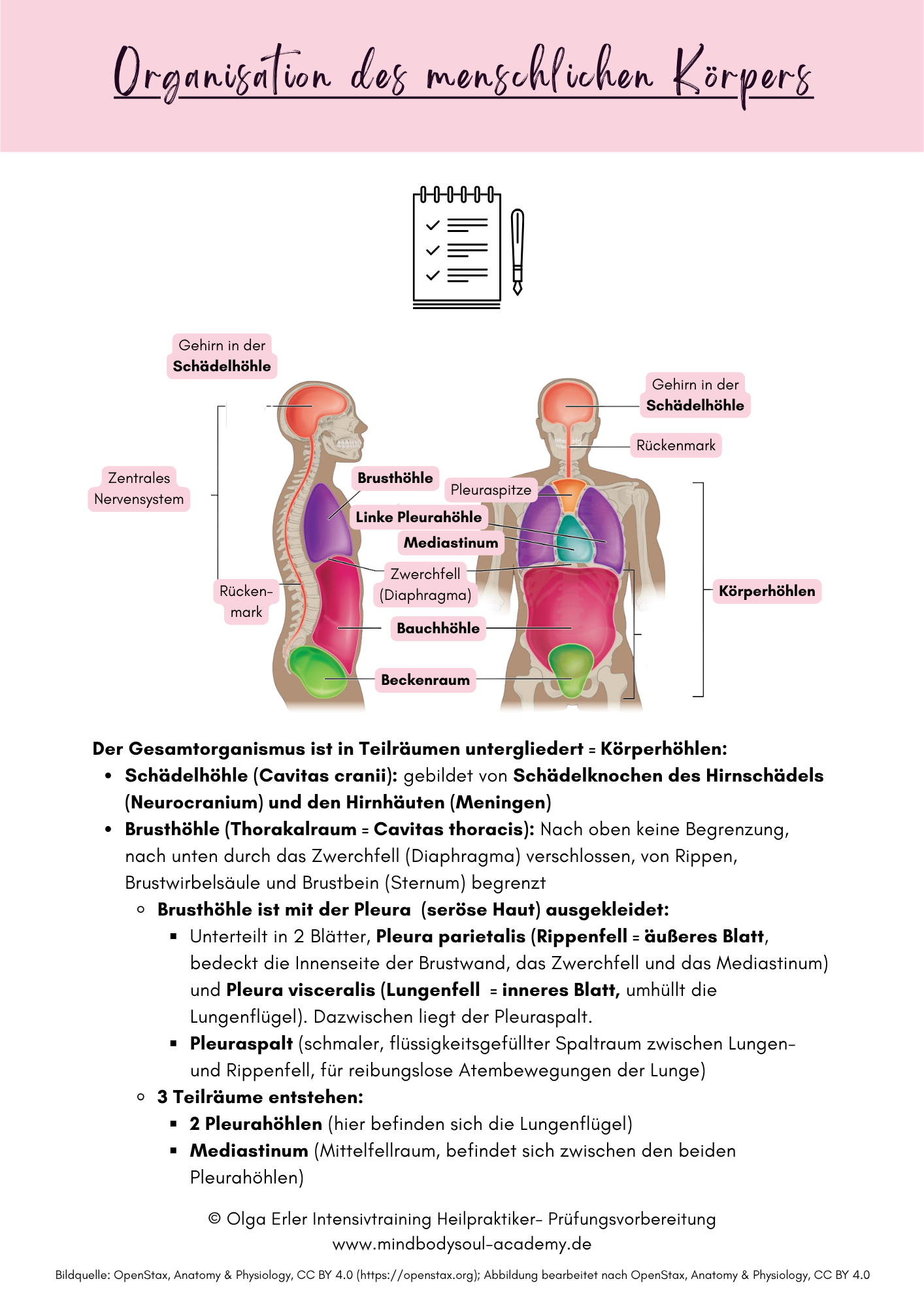 Digitales Lernmodul 1: Zelle und Gewebearten (mit Video und Digitales Workbook)🧬💡 – Bild 4
