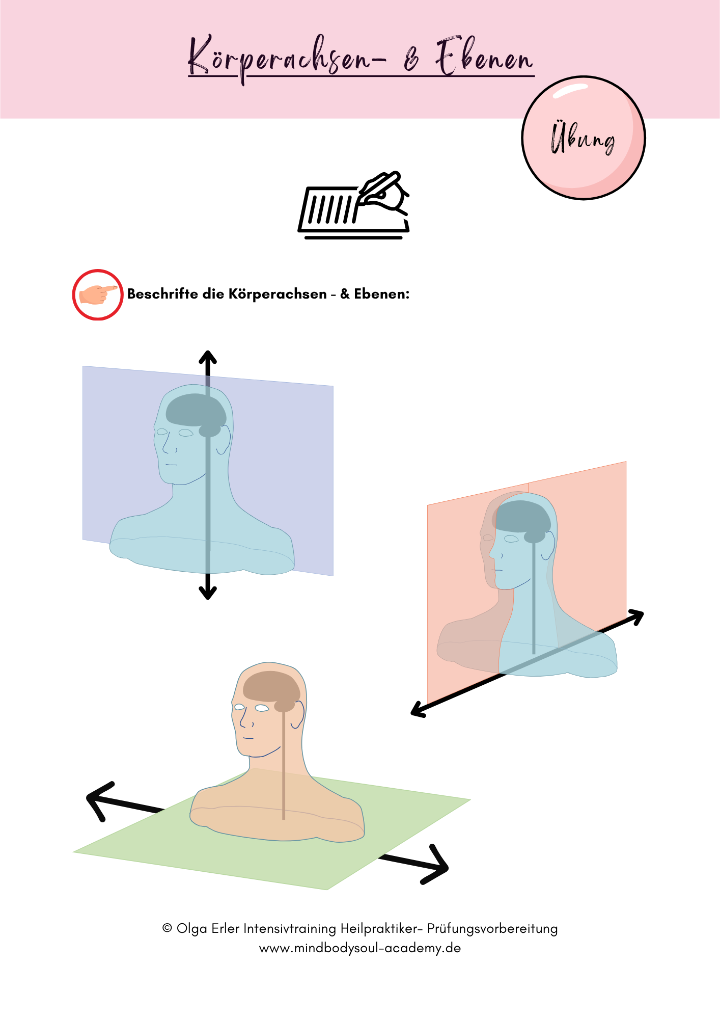 Digitales Lernmodul 2: Blut (mit Video und Digitales Workbook)🩸💡 – Bild 5