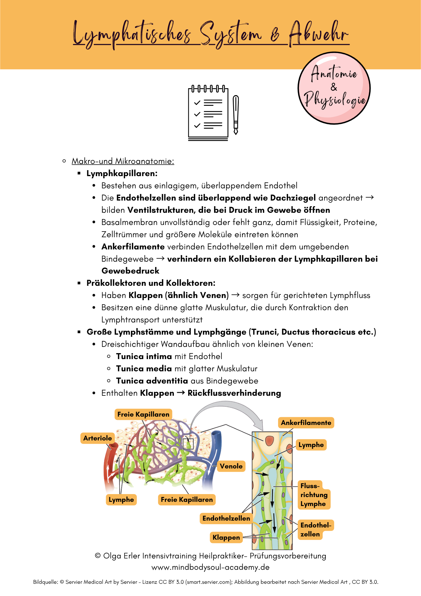 Digitales Lernmodul 3: Lymphatisches System und Abwehr (mit Video und Workbook)🛡️💡 – Bild 11
