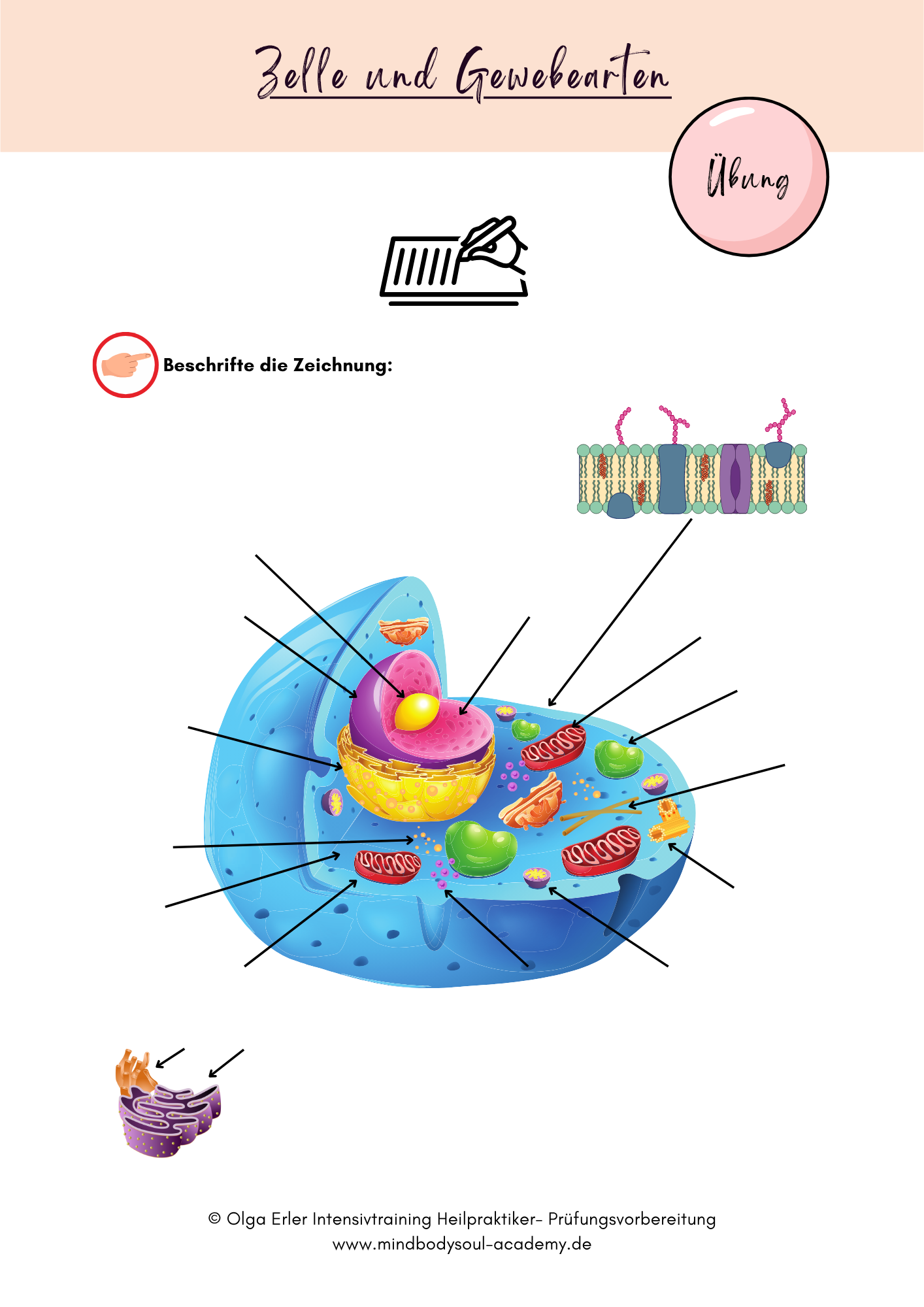 Digitales Lernmodul 2: Blut (mit Video und Digitales Workbook)🩸💡 – Bild 6