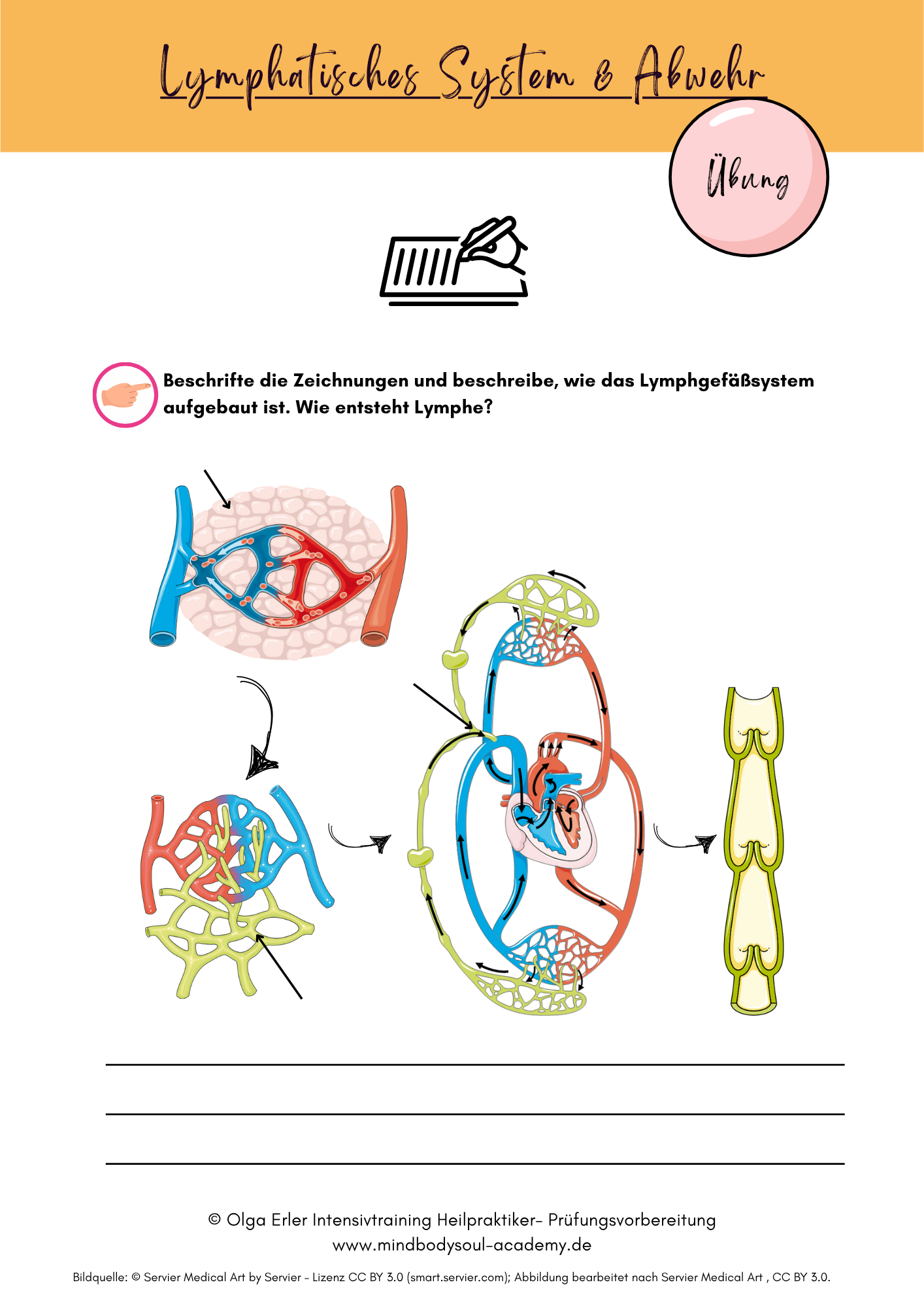 Digitales Lernmodul 3: Lymphatisches System und Abwehr (mit Video und Workbook)🛡️💡 – Bild 12