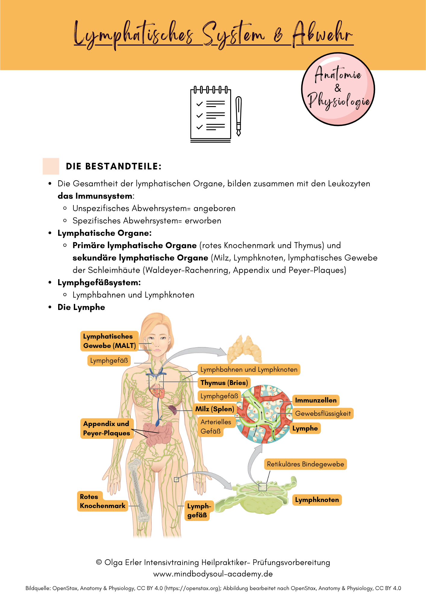 Digitales Lernmodul 3: Lymphatisches System und Abwehr (mit Video und Workbook)🛡️💡 – Bild 10