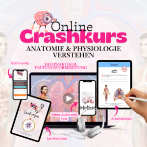 Crashkurs - Anatomie und Physiologie VERSTEHEN 🧠💡