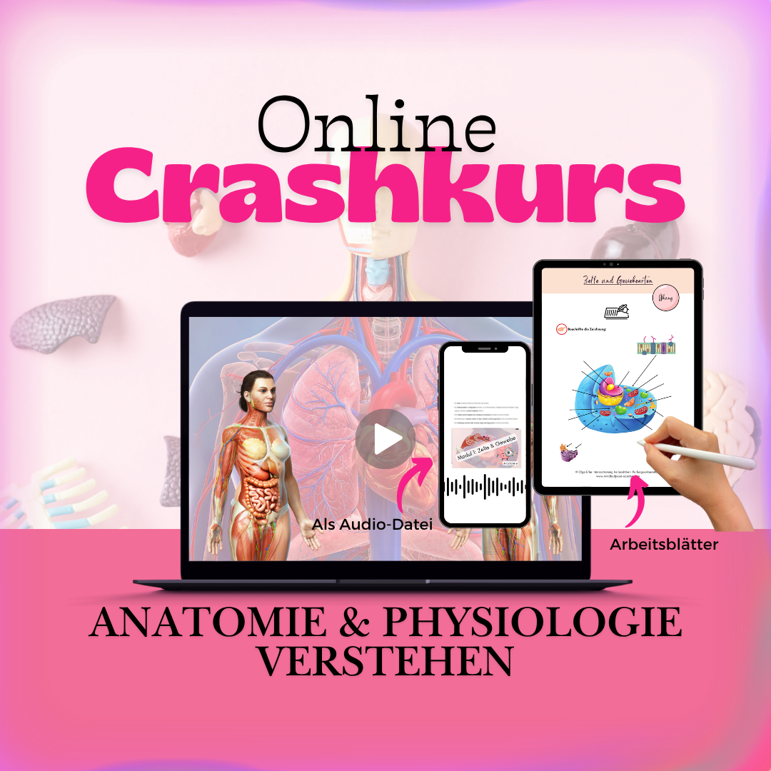 Crashkurs - Anatomie und Physiologie verstehen 🧠💡 – Bild 2