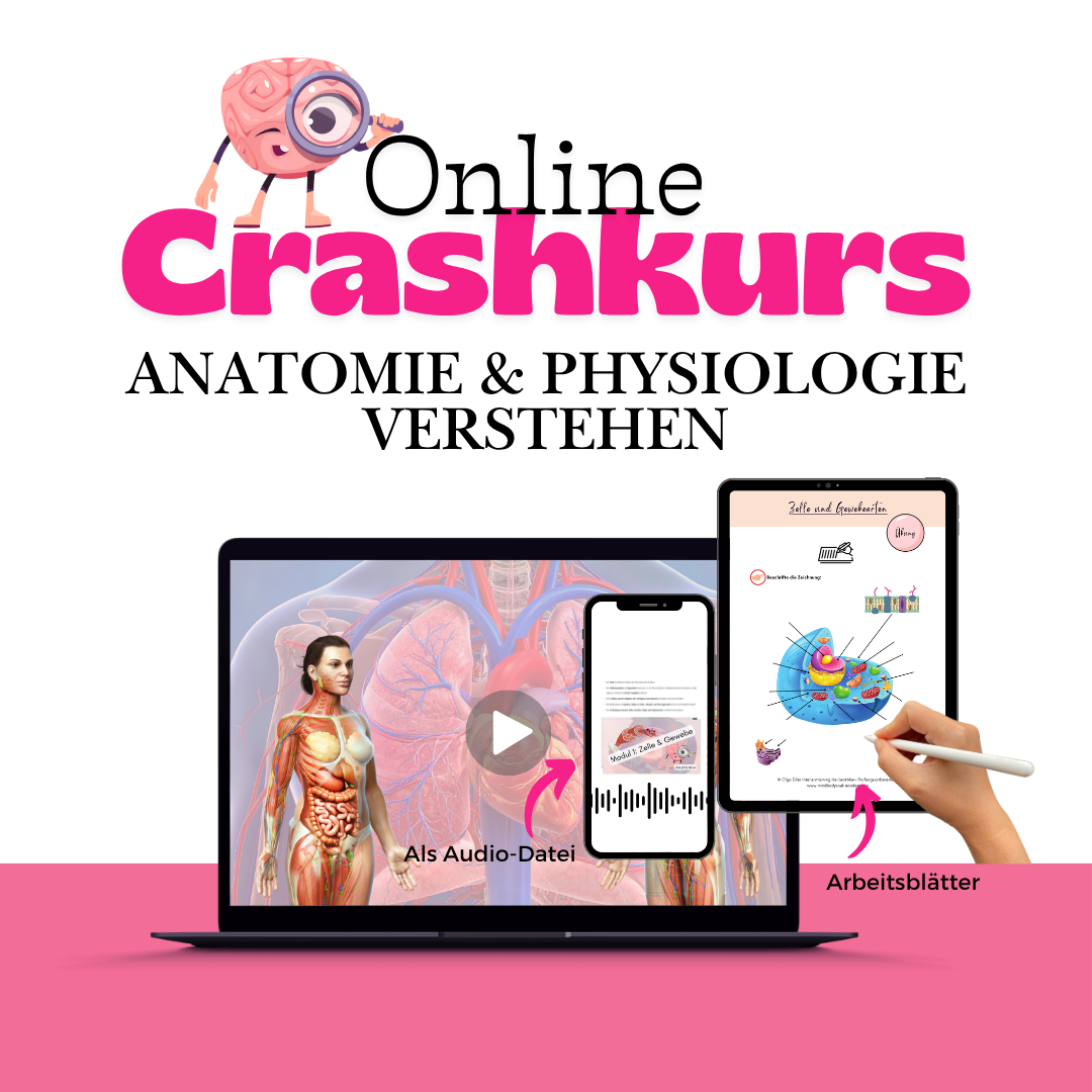 Crashkurs - Anatomie und Physiologie verstehen 🧠💡