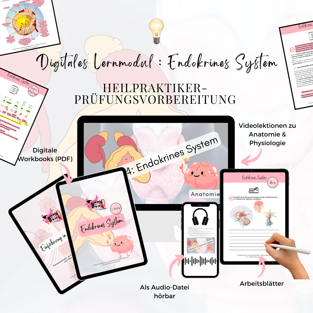 Digitales Lernmodul 4: Endokrines System (mit Video und Workbook)🧠💡 – Bild 2